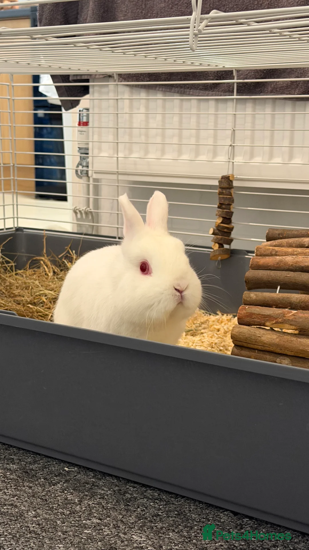 Dwarf Hotot rabbits for sale: Rabbit needs rehoming  - Advert 1