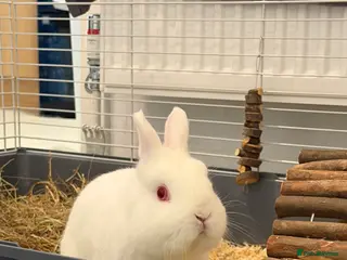 Dwarf Hotot rabbits Rabbit needs rehoming - Advert 5