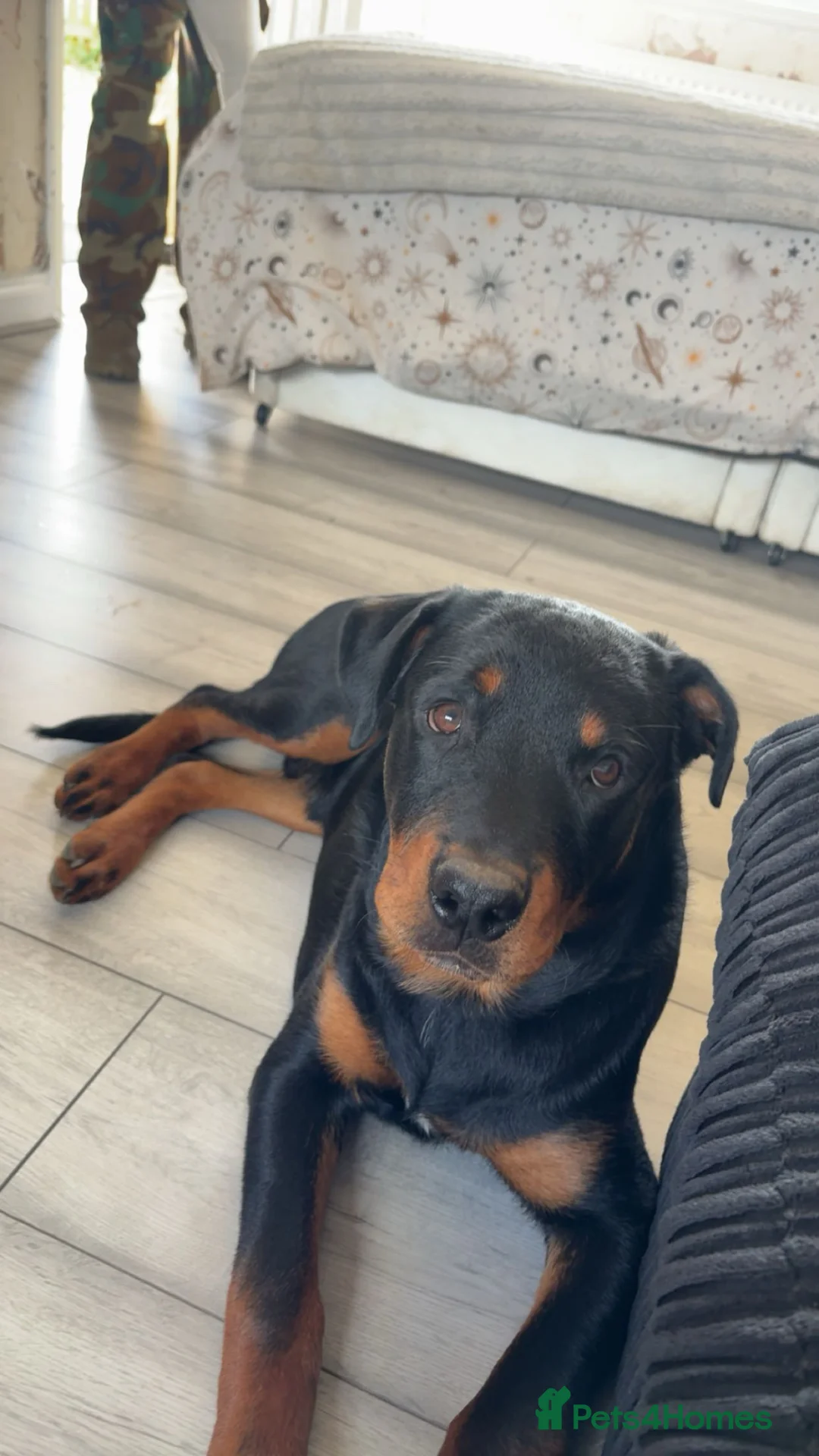 Rottweiler dogs for sale: Male Rottweiler 6 months old in may - Advert 2