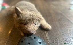 German Shepherd dogs for sale: Isabella German shepherd pups - Image 4