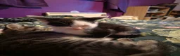 Mixed Breed cats for sale: Kittens looking for great homes - Advert 9