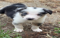 Border Collie dogs for sale: Beautiful border collie pups - Image 5