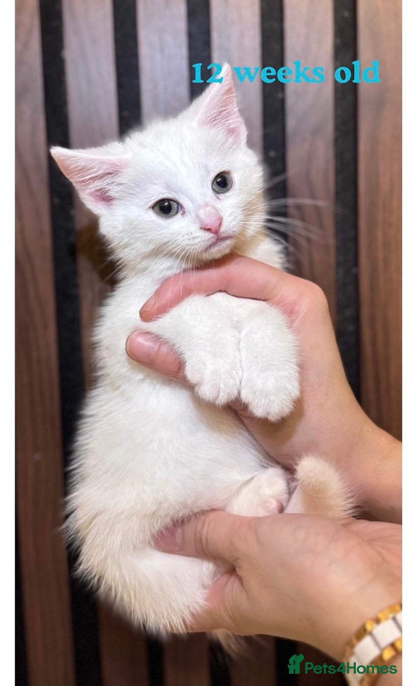 Domestic Shorthair cats Last one | gorgeous Kitten for Sale | Ready Now  - Advert 1