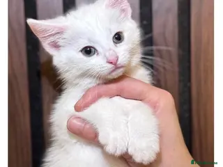 Domestic Shorthair cats Last one | gorgeous Kitten for Sale | Ready Now - Advert 1