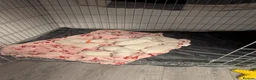 Dalmatian dogs for sale: Dalmatian puppies  - Advert 4