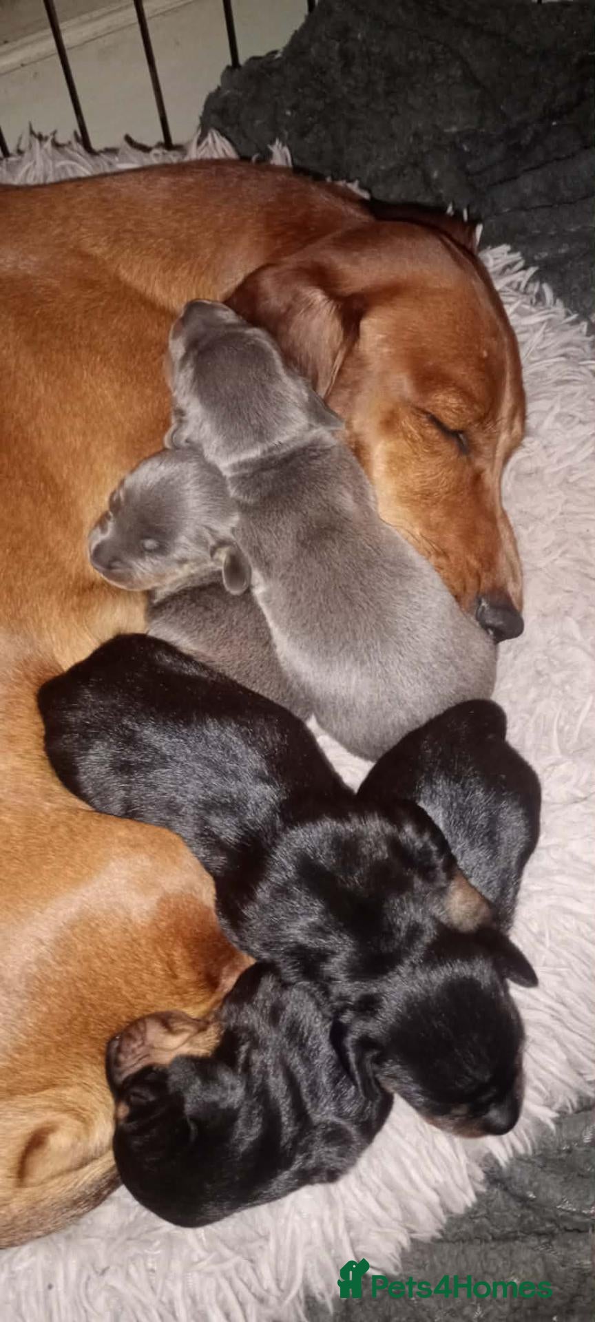 Dachshund dogs for sale: Ms Donna carnie - Advert 19