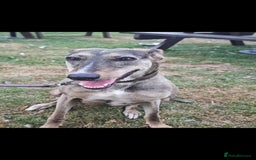 Lurcher dogs for adoption: Rosie - Image 3