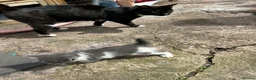 Mixed Breed cats for sale: 5 adorable kittens waiting for a good homes - Advert 9