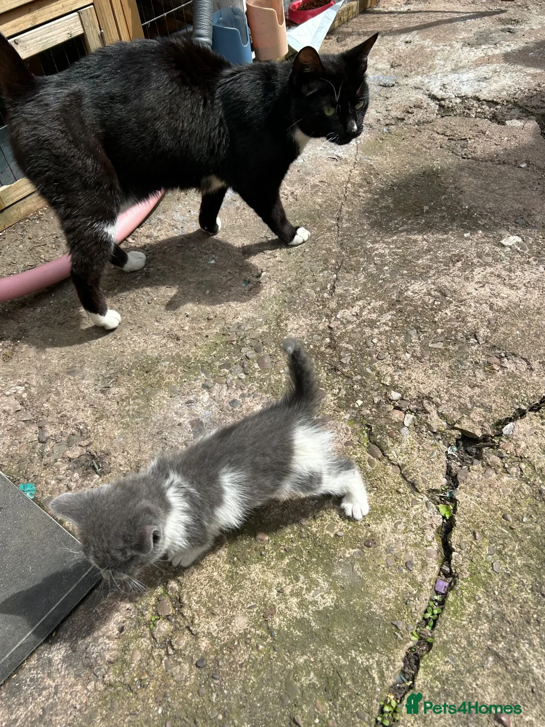 Mixed Breed cats for sale: 5 adorable kittens waiting for a good homes - Advert 9