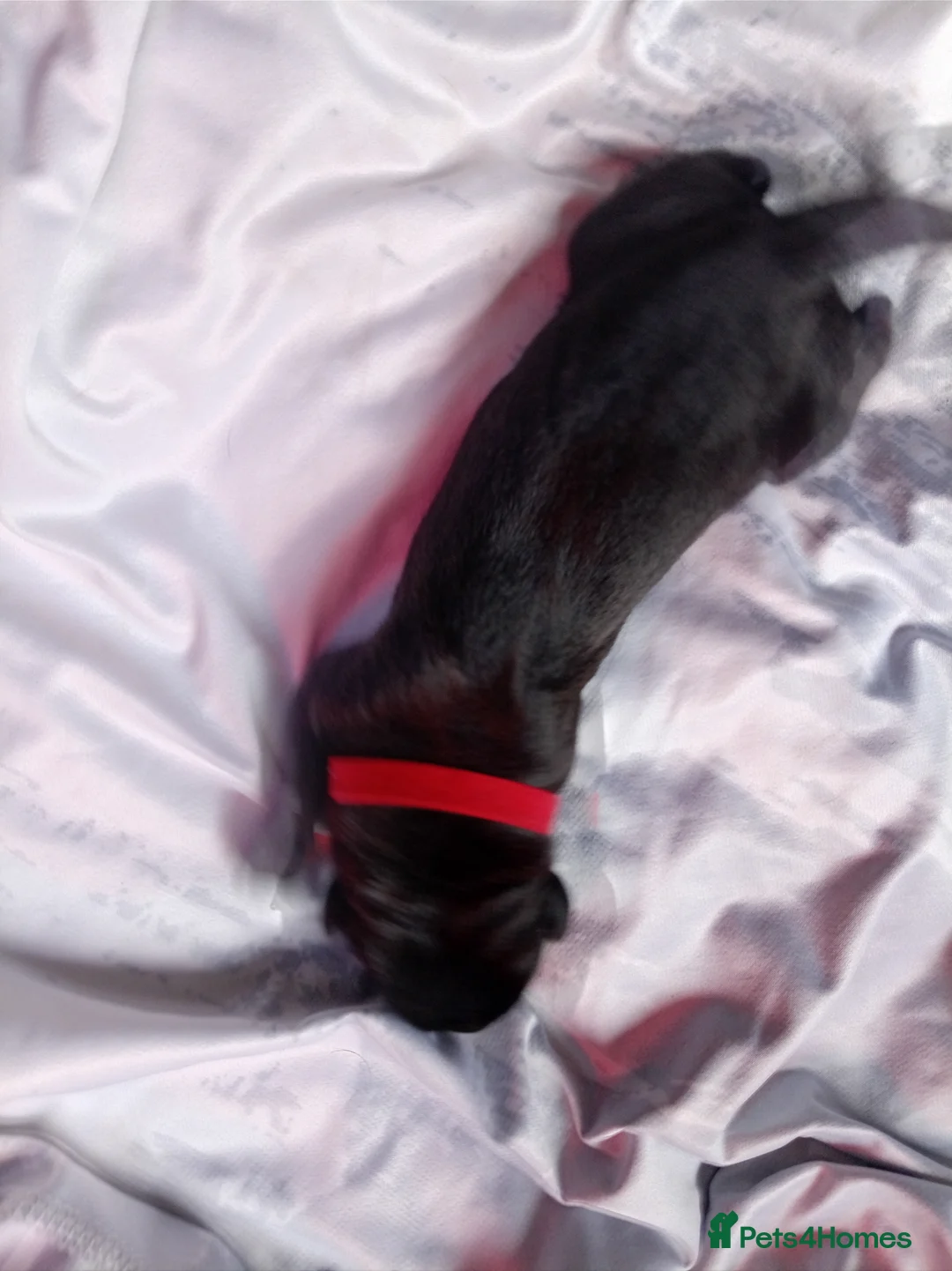 Mixed Breed dogs for sale: 5 girls 3 boys  - Advert 25