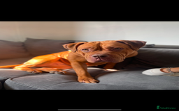 Mixed Breed dogs for sale: Beautiful Girl, sad circumstances  - Advert 3