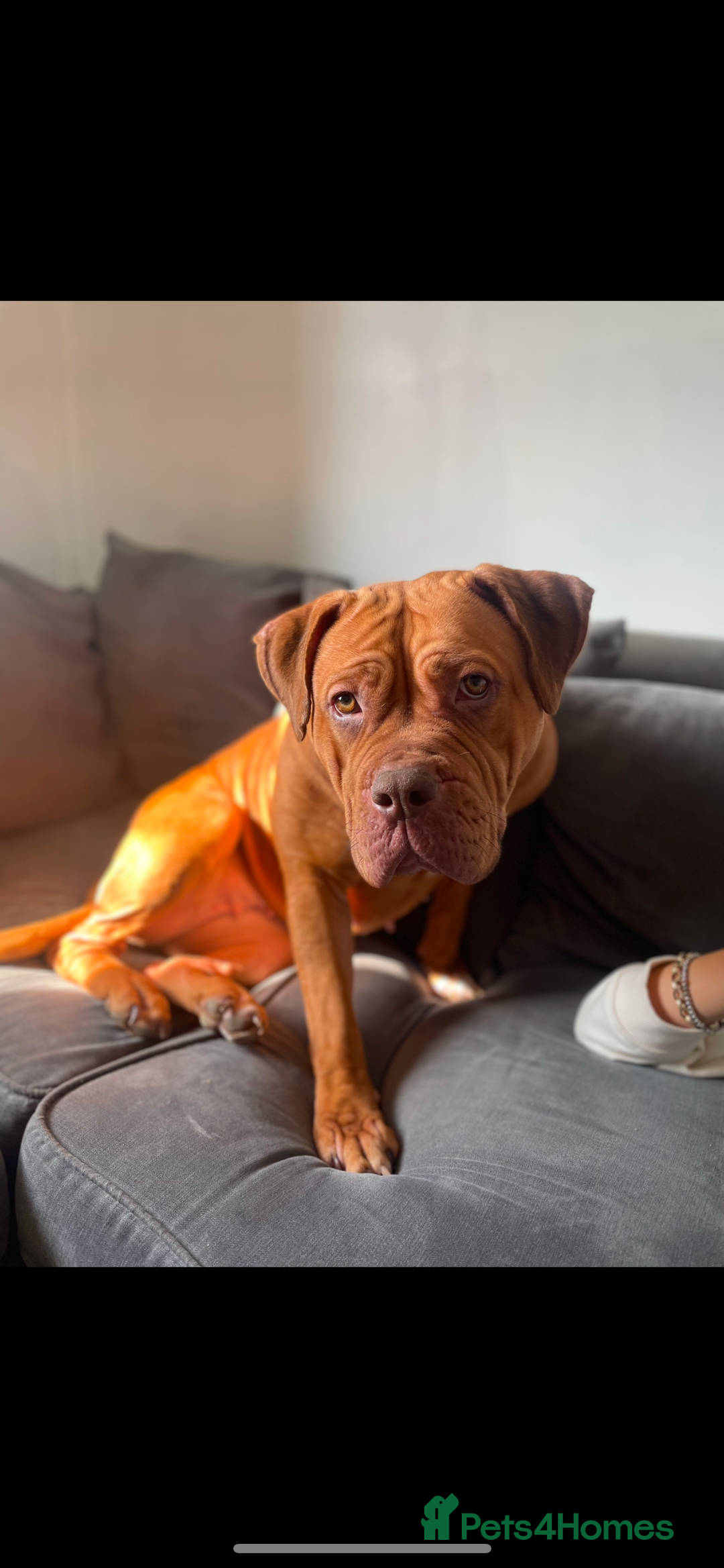 Mixed Breed dogs for sale: Beautiful Girl, sad circumstances  - Advert 3