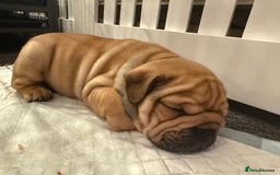 English Bulldog dogs for sale: Traditional English Bulldog Puppies  - Image 25