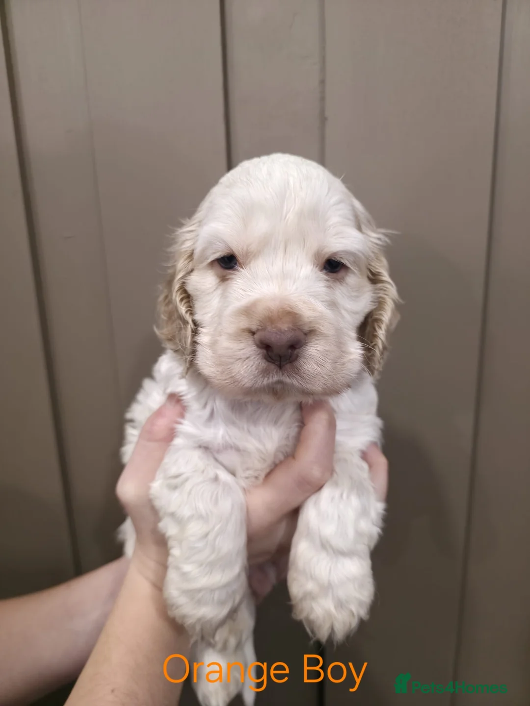 Cocker Spaniel dogs for sale: Show Type Cocker Spaniels Ready to leave now - Advert 25