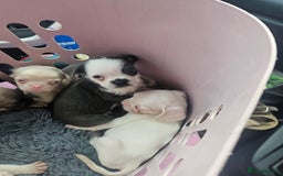 Pug dogs for sale: Stunning quality frug puppies - Image 2