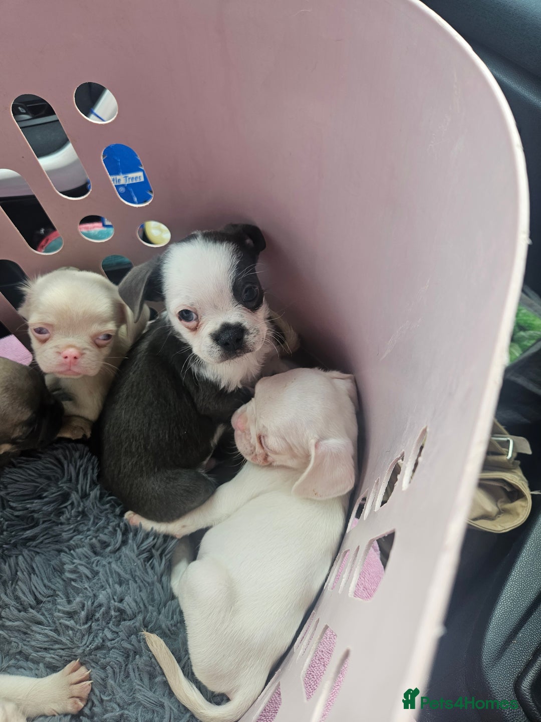 Pug dogs for sale: Stunning quality frug puppies - Image 2