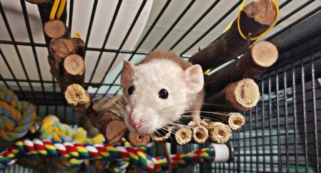 Rat rodents for sale: Male and female rats looking for new homes  - Image 7