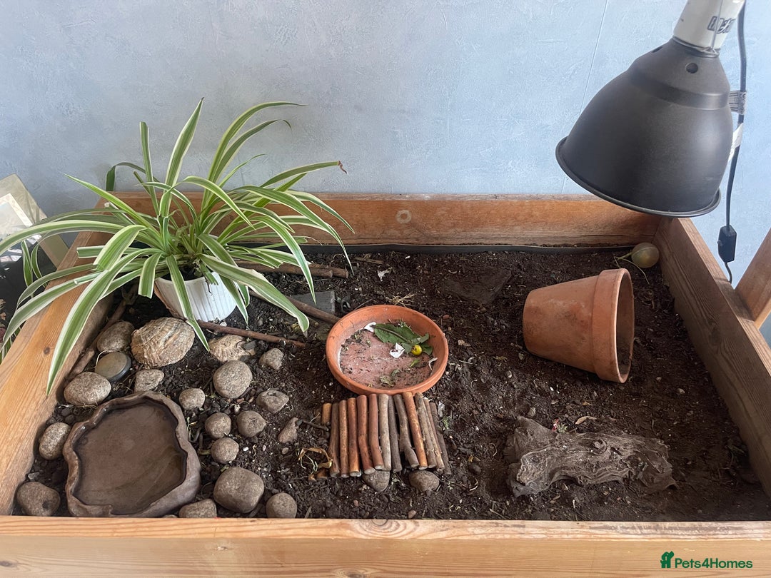 Tortoise reptiles for sale: Horsfield Tortoise  - Image 1