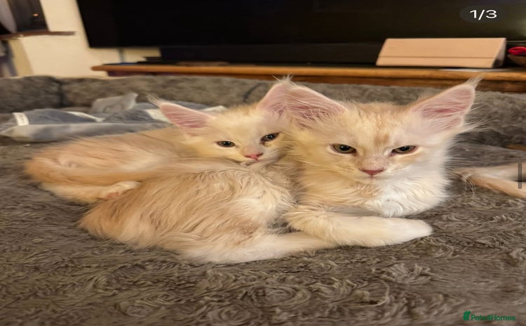 Maine Coon cats - Advert 1
