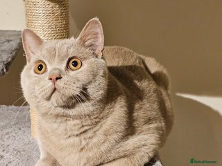 British Shorthair cats for sale - Advert 1