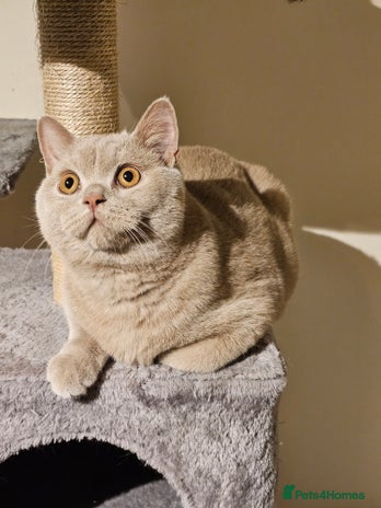 British Shorthair cats - Advert 1