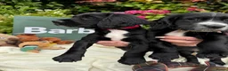 Cocker Spaniel dogs for sale: KC Registered Cocker Spaniel Puppies - Advert 4