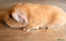 Guinea Pig rodents for sale: Beautiful Purebred Buff Guinea Pigs - Advert 2