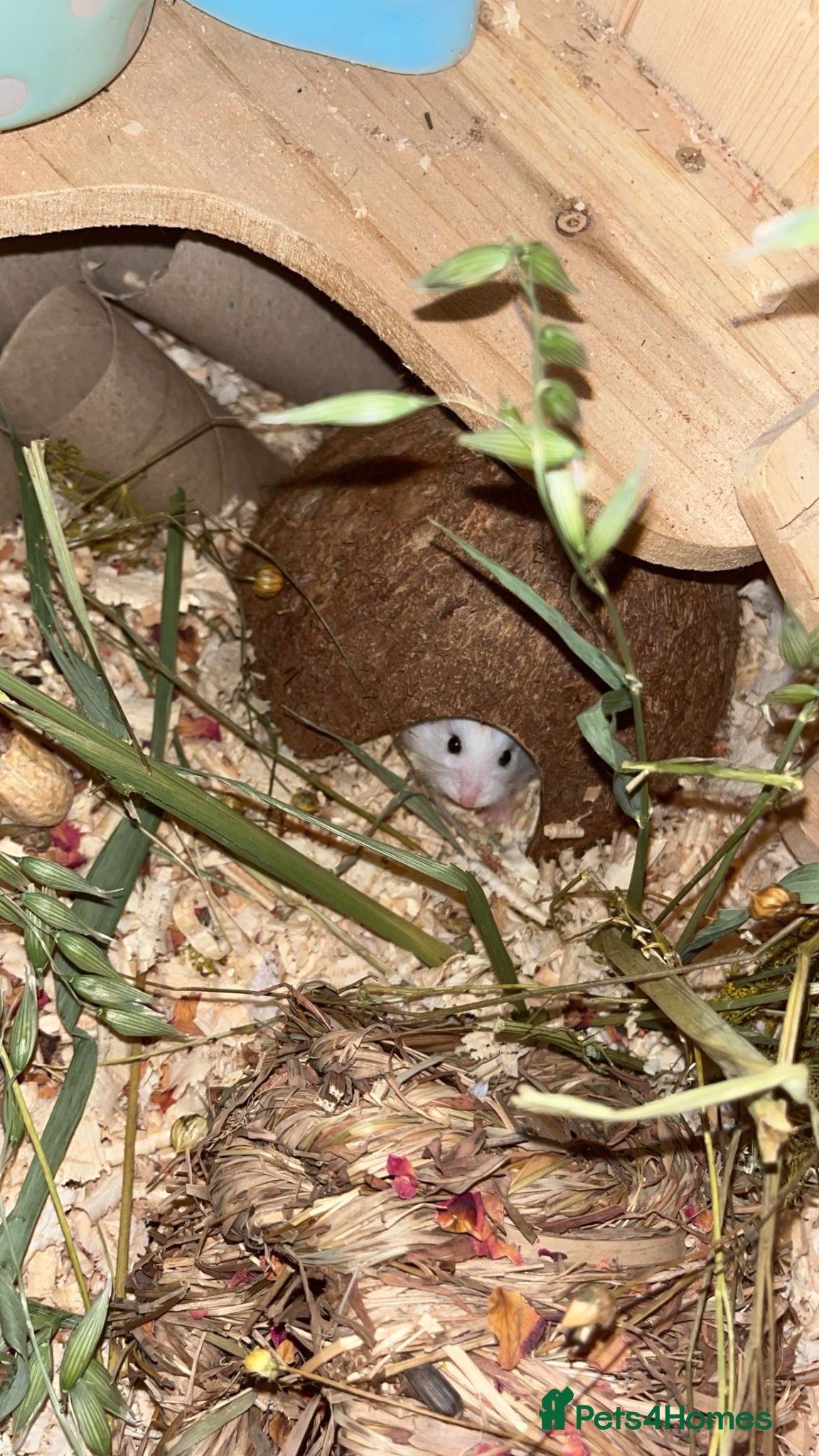 Hamster rodents for sale: Roborovski hamster w/full setup  - Advert 2