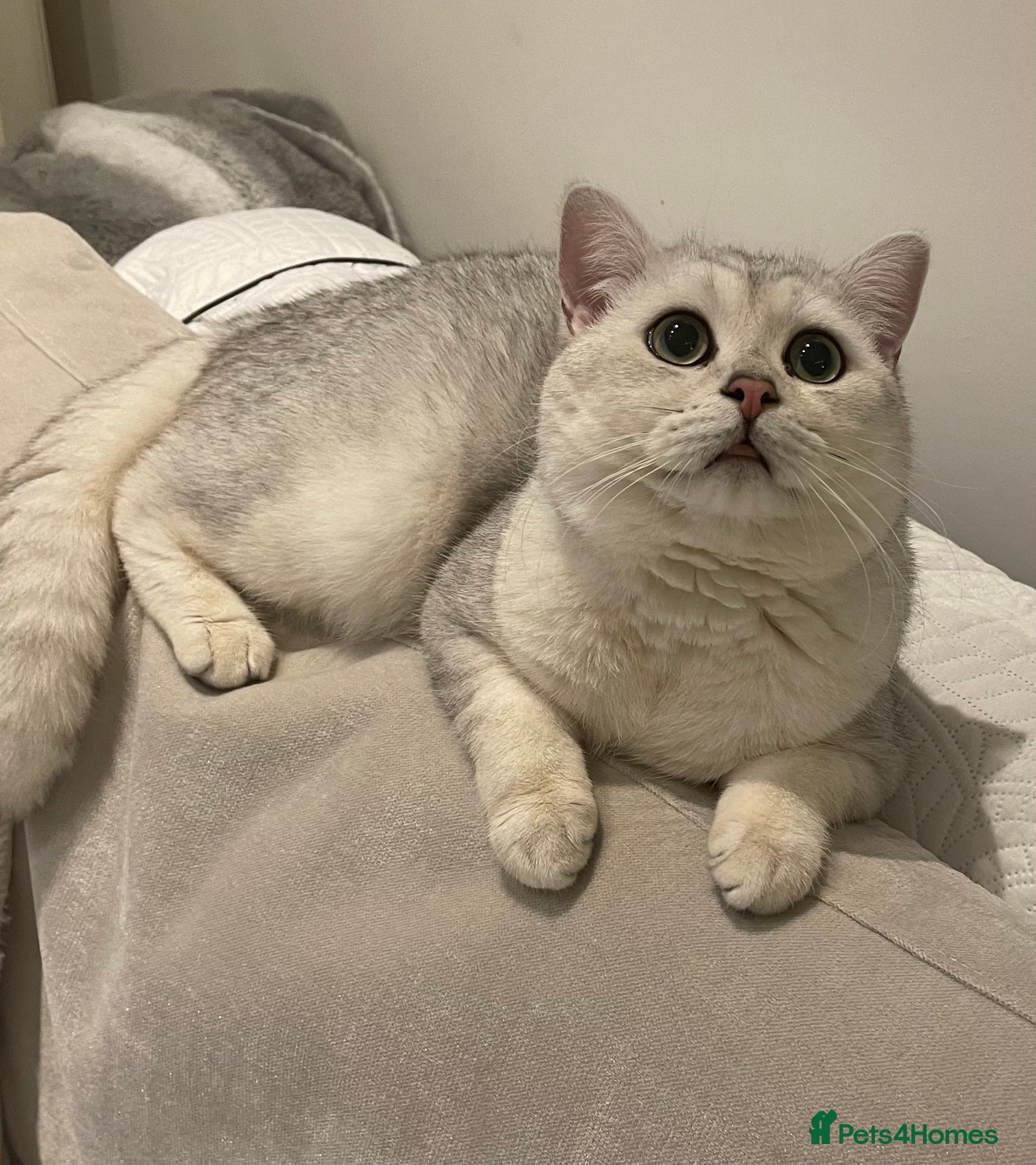 British Shorthair cats Handsome GCCF Non-Active BSH Stud in London - Advert 2