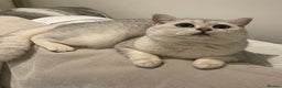 British Shorthair cats for stud: Handsome GCCF Non-Active BSH Stud in London - Advert 1
