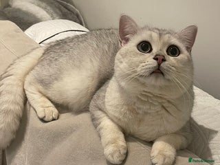 British Shorthair cats in London - Advert 24