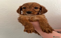 Cockapoo dogs for sale: Fluffy F1 puppies ready 27-09  - Image 13