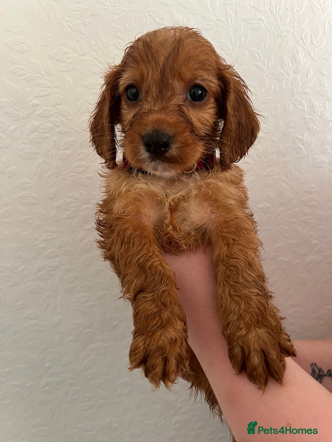 Cockapoo dogs for sale: Fluffy F1 puppies ready 27-09  - Image 13