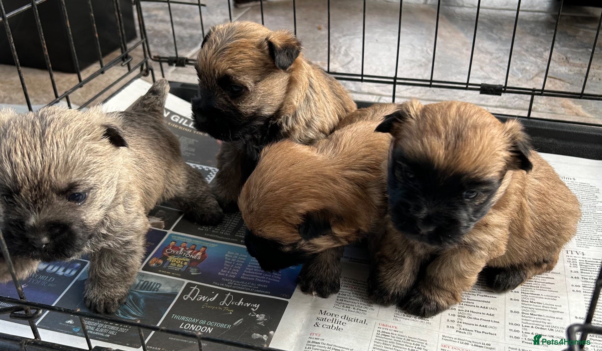 Cairn Terrier dogs for sale: Gorgeous Cairn Terrier Puppys - Advert 2