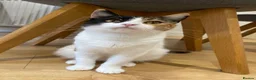 Domestic Shorthair cats for sale: 9 month old spayed female Calico cat - Advert 3