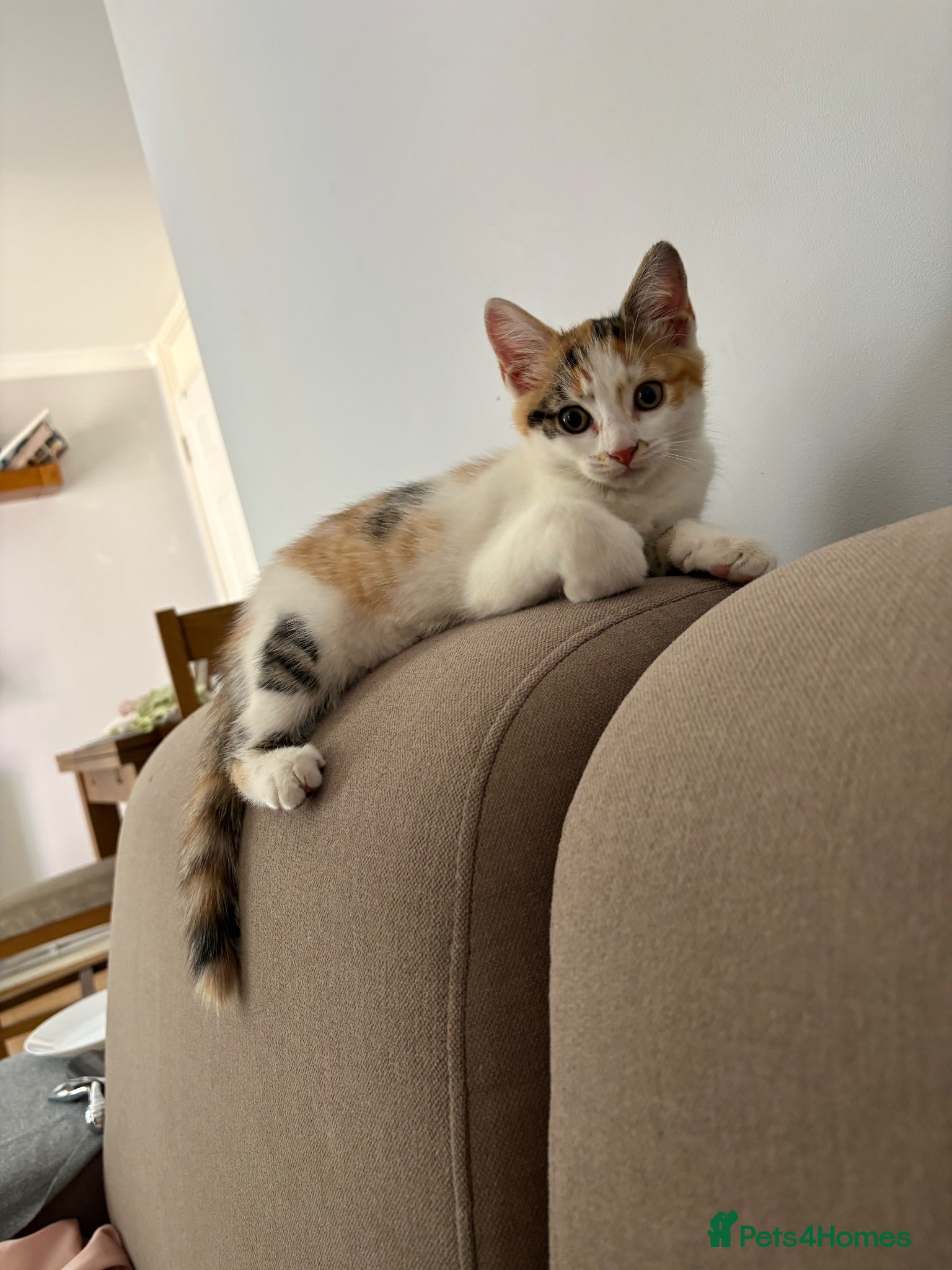 Mixed Breed cats Female cats  - Advert 4