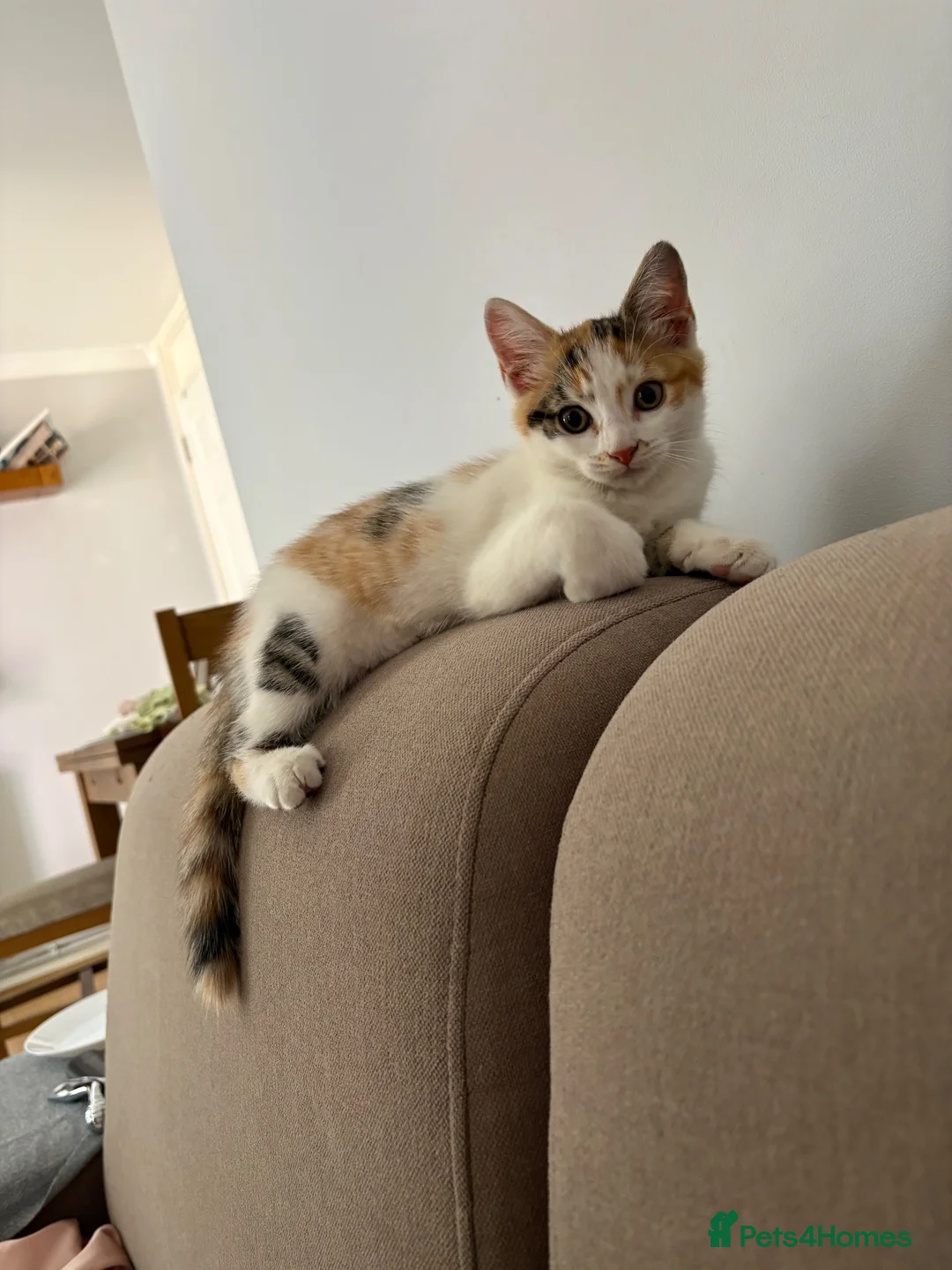 Mixed Breed cats for sale: Female cats  - Advert 1