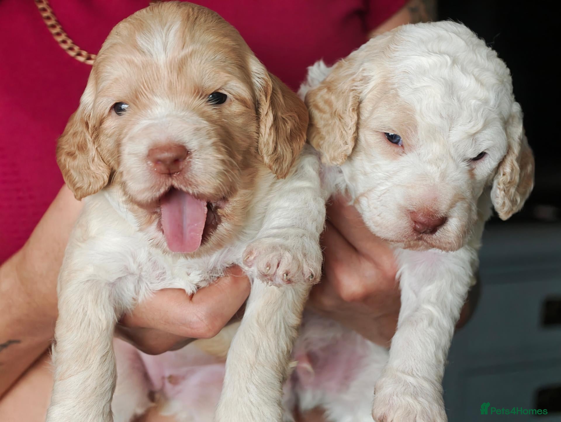 Cockapoo dogs for sale: Stunning F2 Cockapoo Puppies  - Advert 1
