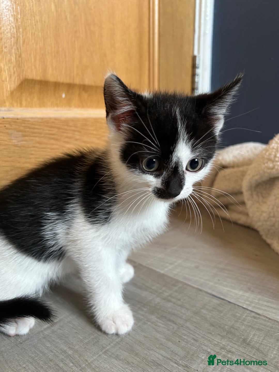 British Shorthair cats for sale: 7 gorgeous kittens for sale ** - Image 4