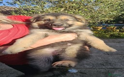 German Shepherd dogs for sale: German Sheperd long hair striaght back - Image 4