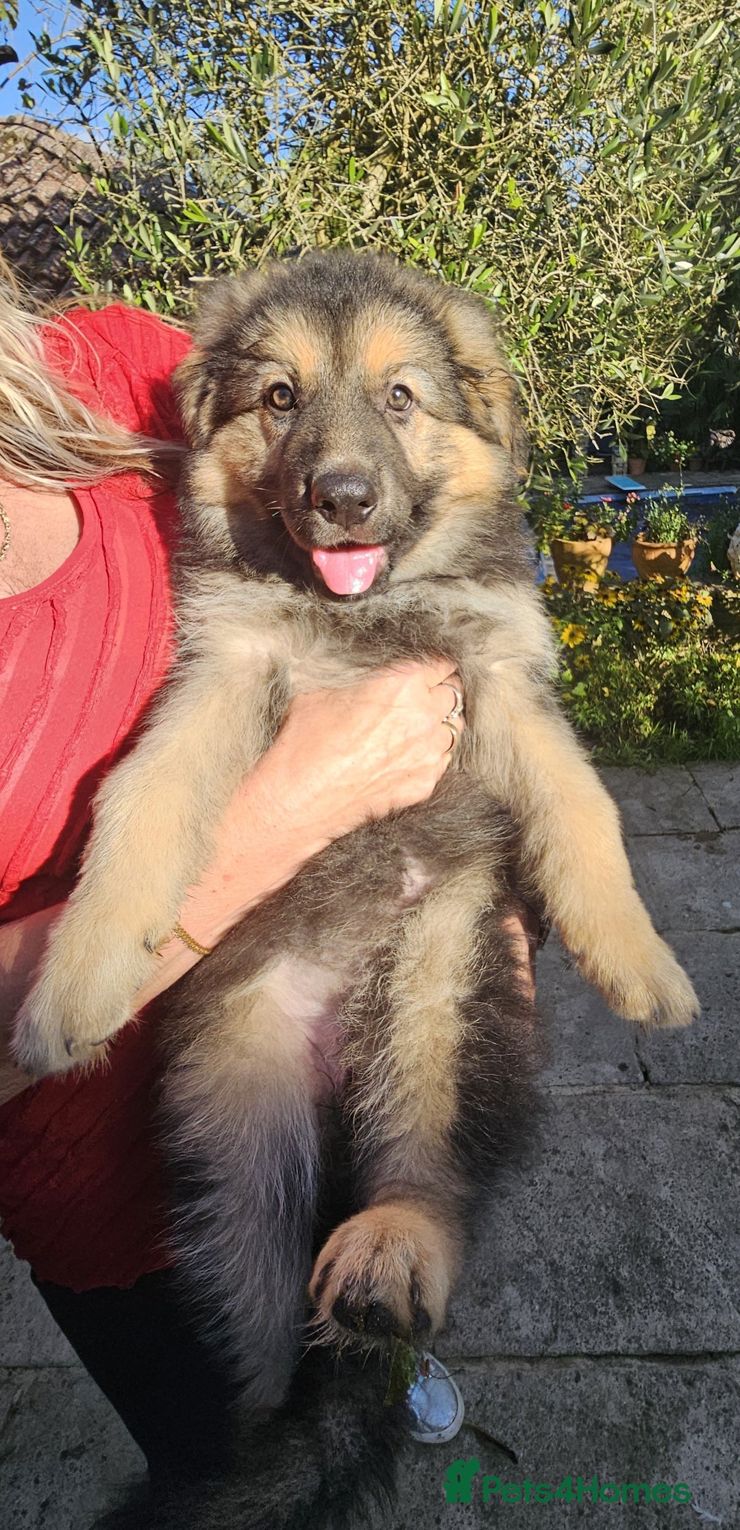 German Shepherd dogs for sale: German Sheperd long hair striaght back - Image 4
