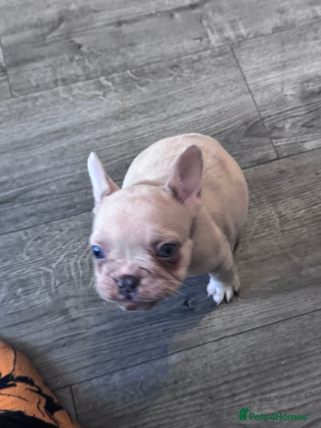 French Bulldog dogs for sale: 2 beautiful Frenchie puppies  - Advert 18