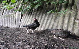Softbills birds for sale: Shamo chicken - Image 2