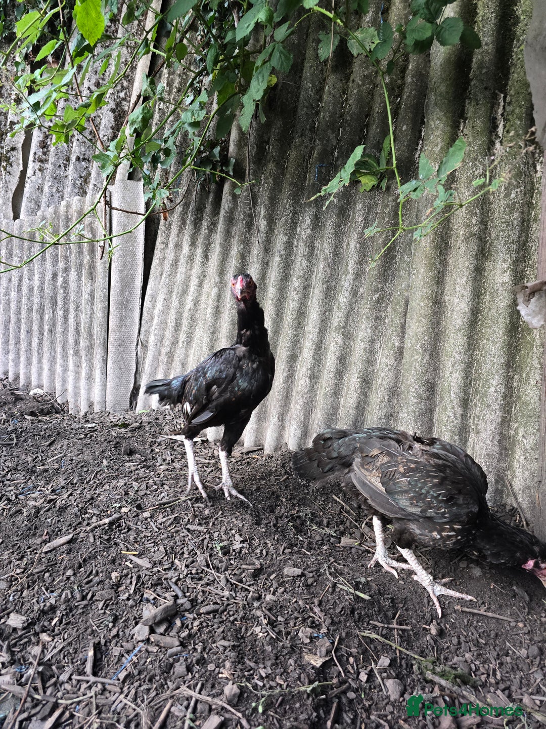 Softbills birds for sale: Shamo chicken - Image 2