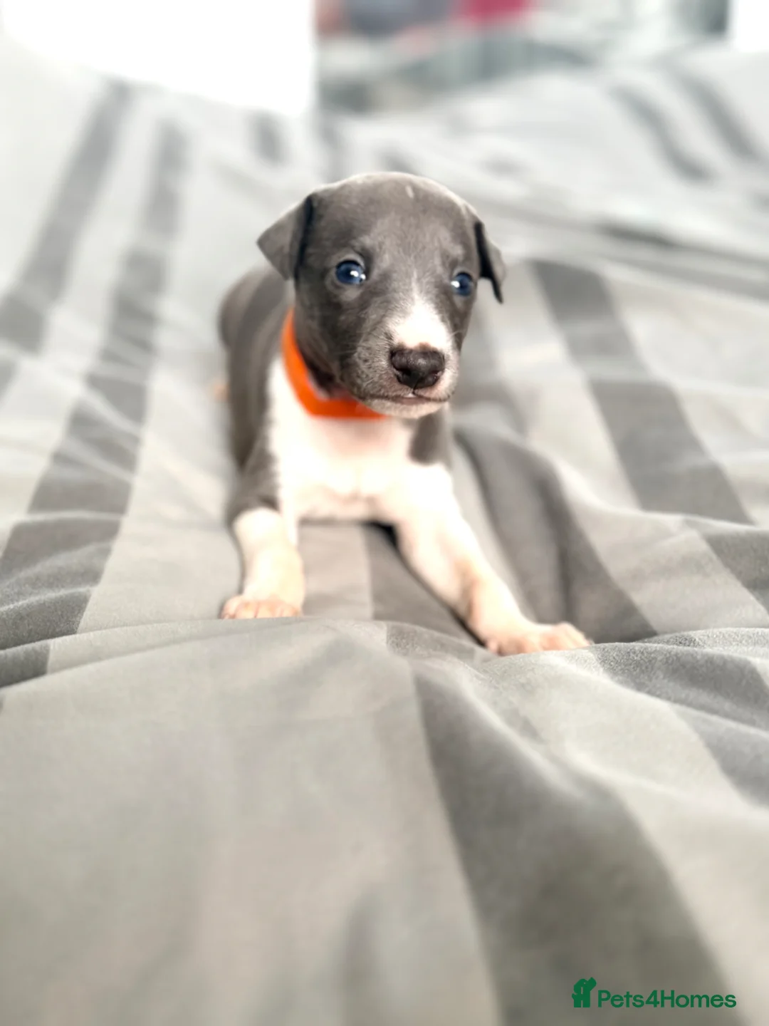 Whippet dogs for sale: Whippet puppies  - Advert 33