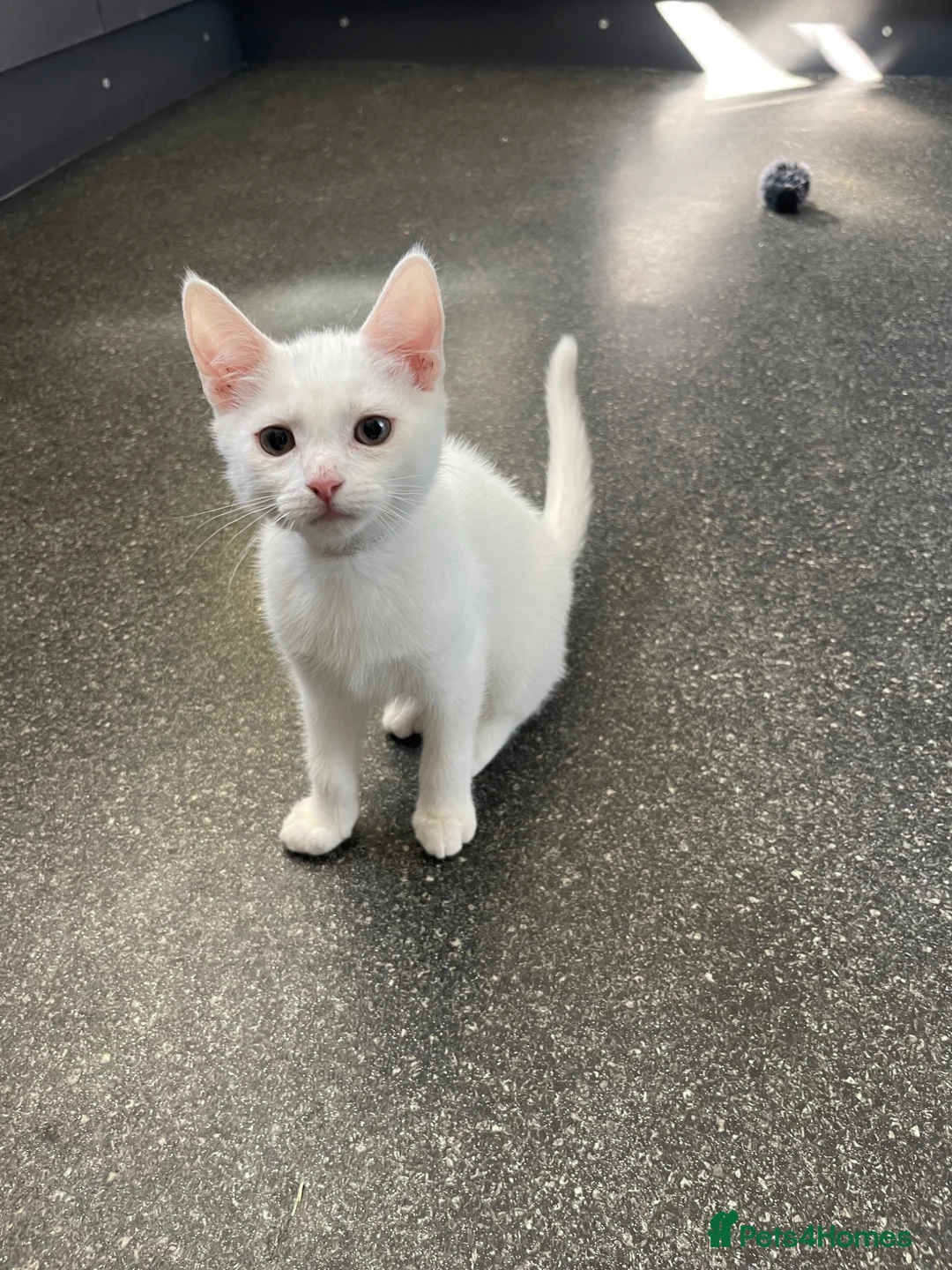 Mixed Breed cats for sale: 3 beautiful pure white kittens - Advert 1