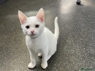 Mixed Breed cats 3 beautiful pure white kittens - Advert 2