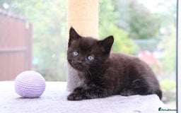 Mixed Breed cats for sale: Beautiful Kittens Looking For a New Home - Image 7
