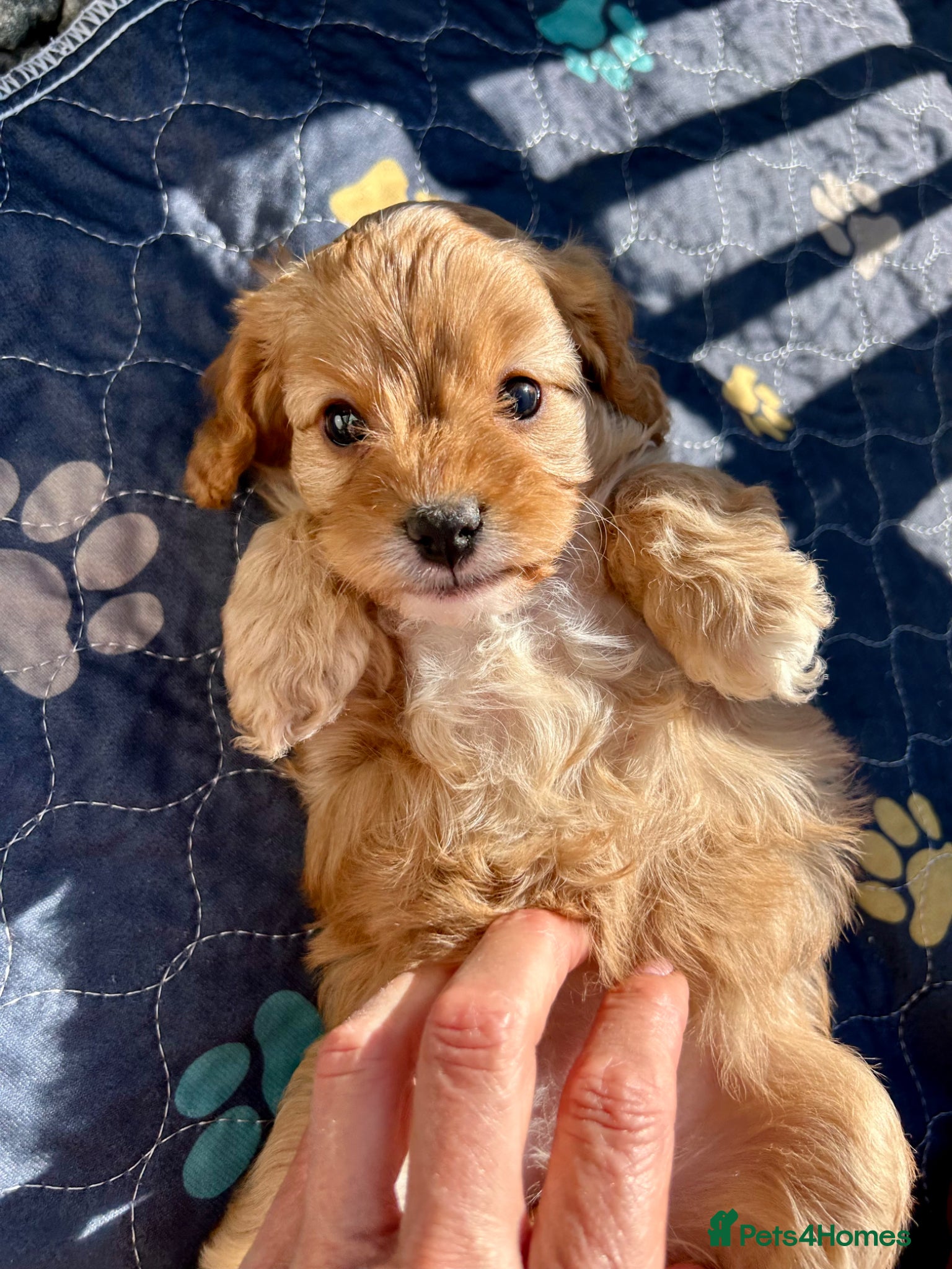 Cavapoo dogs F1 Cavapoo cuties extensively healthtested parents - Advert 2