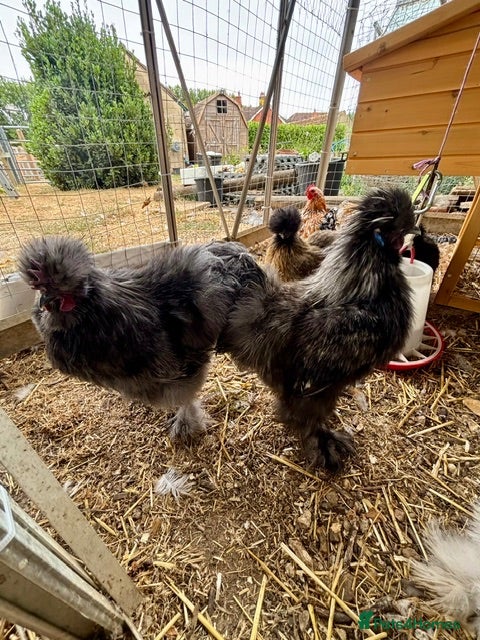 Chickens poultry Silkie Cockerels - Advert 3